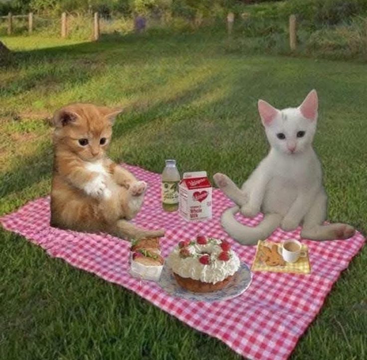 only cute things tweet media