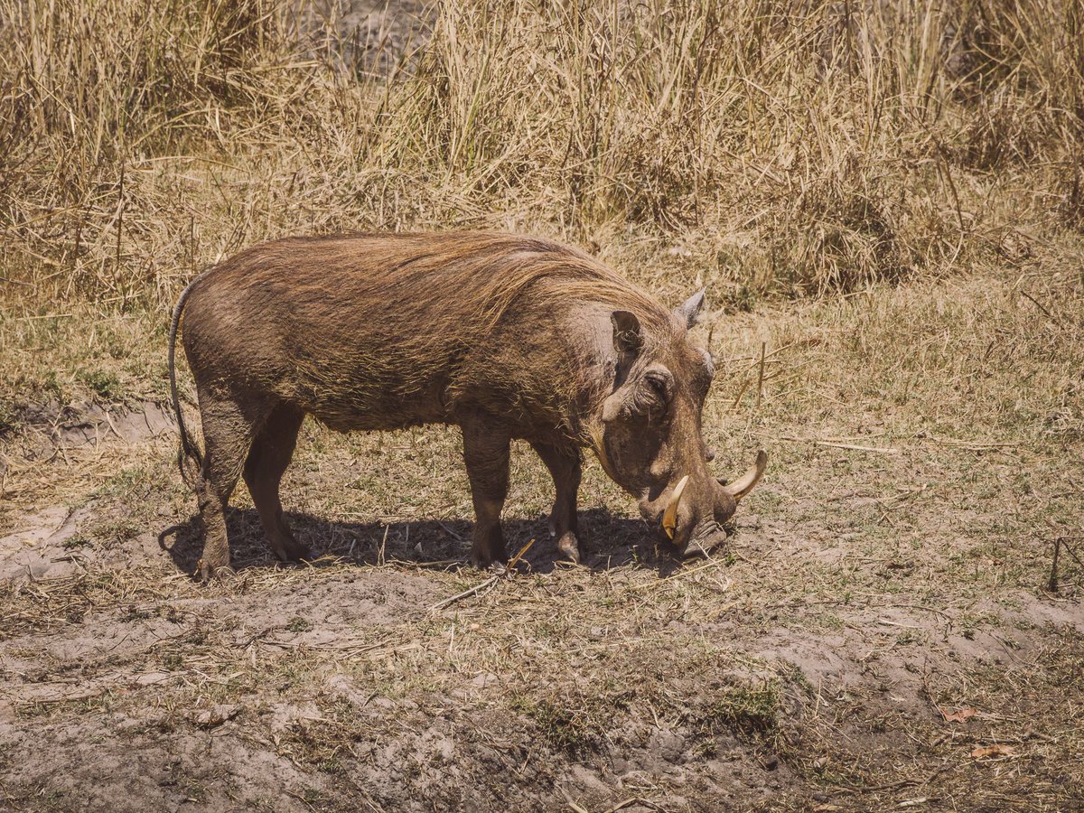 BuysXander's tweet photo. 2024-10 Sanbonani &amp; Kruger National Park: Photo Highlights - Part 2 https://t.co/BEZgz5FVIY