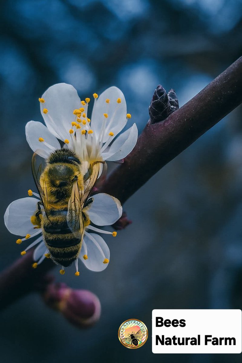 Bees Natural Farm tweet media