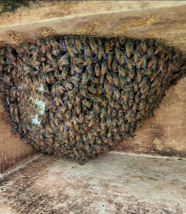 Bees Natural Farm tweet media