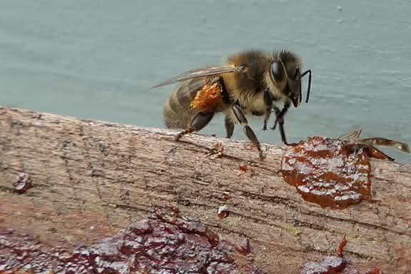 Bees Natural Farm tweet media