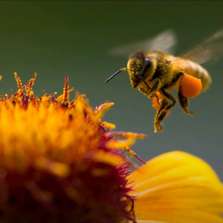 Bees Natural Farm tweet media