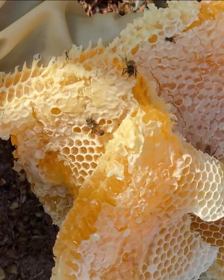 Bees Natural Farm tweet media