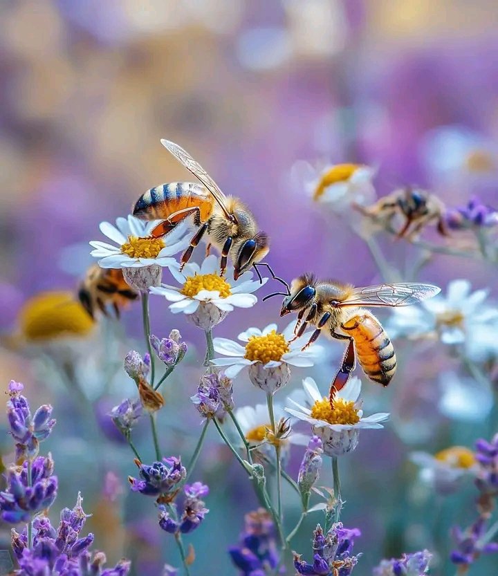 Bees Natural Farm tweet media