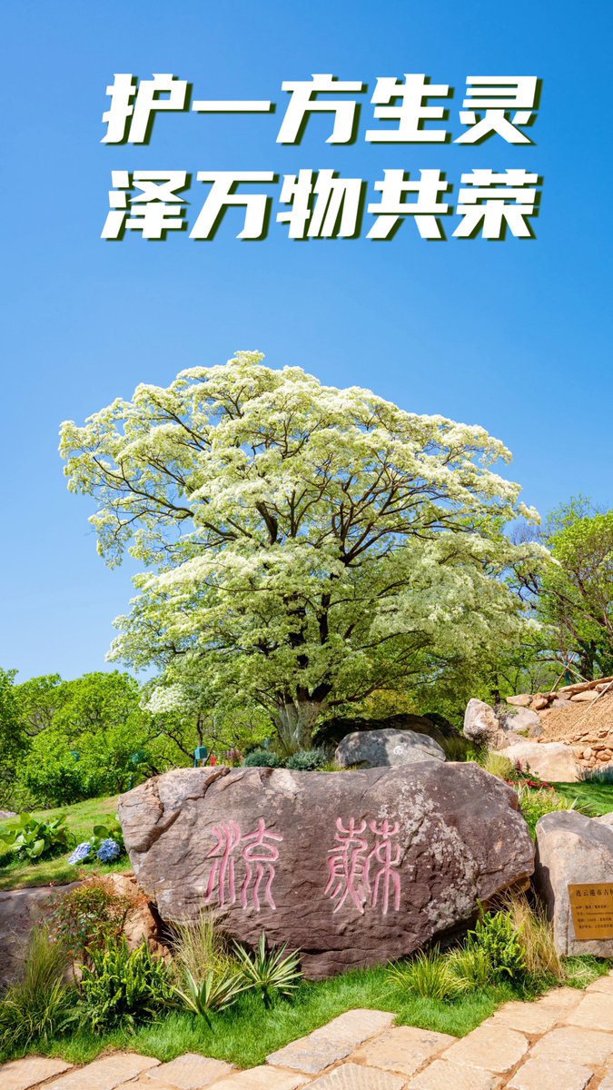 MonkeyKinglyg's tweet photo. Celebrating the 26th International Day for Biological Diversity!💚
With its exceptional natural gifts, the Yuntai Mountain is dedicated to protecting wildlife habitats and creating a safe, comfortable haven for all living things to ensure a diverse and sustainable ecosystem. https://t.co/qGaIX6W5EE