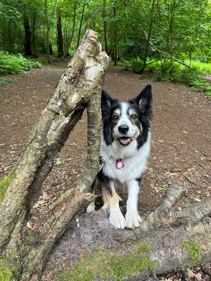Kesthecollie's tweet photo. 2022 Peekaboo World Champion https://t.co/yOBfPZHLFu