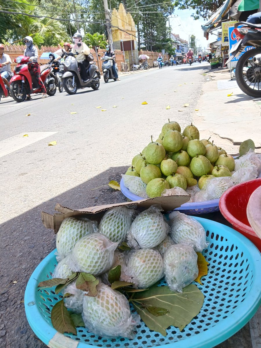 linbadligo's tweet photo. The Flavor of Childhood: A Simple Guava
​Have you ever found pure happiness in the simplest things?
​Growing up, we didn’t know what "peeling" or "slicing" meant. We’d just pick a fresh guava straight from the tree, wipe it quickly on our shirt, and take a big, crunchy bite. That sweet, slightly tart taste was the ultimate flavor of freedom.
​As adults, life gets complicated. We clean, we slice, we follow rules. But sometimes, happiness is just a roadside stop away.
​Today, I saw a little girl selling fresh guavas by the street. I pulled over, bought a kilo, washed one, and bit right into it—just like the old days.
​Crunch!
​With that single bite, I wasn't just eating a fruit; I was traveling back in time to my mother's garden, being that carefree kid again.
​Happiness doesn’t have to be big or loud. Sometimes, it’s just slowing down, buying a guava from a roadside stall, and enjoying it the way you did when you were a child. That is more than enough.
#Linbad 
#ChildhoodMemories
