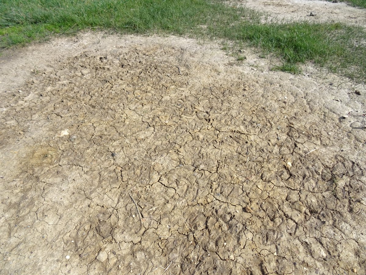 SouthernFS's tweet photo. 🌱 After drought, soils behave differently — and it matters.
From N flushes to water repellence, here are 7 key changes that can impact your next crop.
👉 Read: https://t.co/UPGS0zWUY9
@SoilCRC 
#Farming #Soils #DroughtRecovery #AgAustralia https://t.co/3zmnNUuGvs