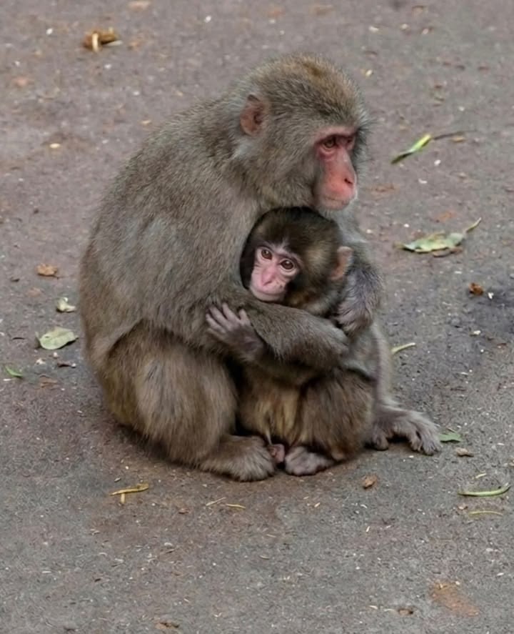 ANIMALIA tweet media