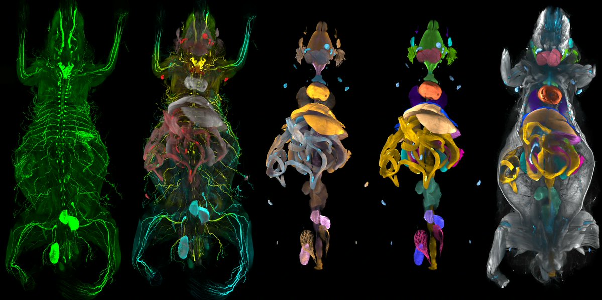 peterottsjo's tweet photo. This image is not an illustration. It’s whole mouse bodies made transparent, with nerves, immune cells, organs and tissues lit up in 3D.

It looks pretty cool! But the real story behind the image is even better. 🧵 (1/6) https://t.co/JOtF04qnos