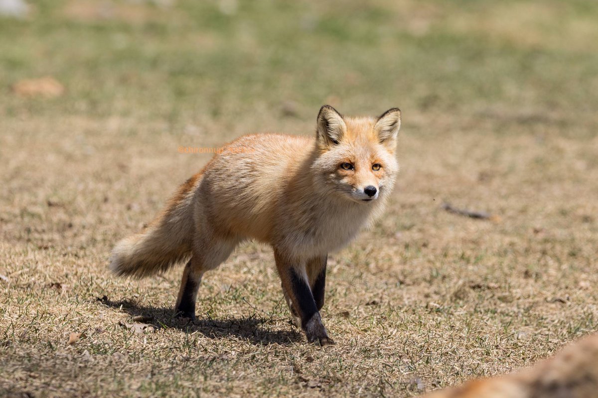 Cheng-Ren🦊🐺 (@chengren21) / Posts / X