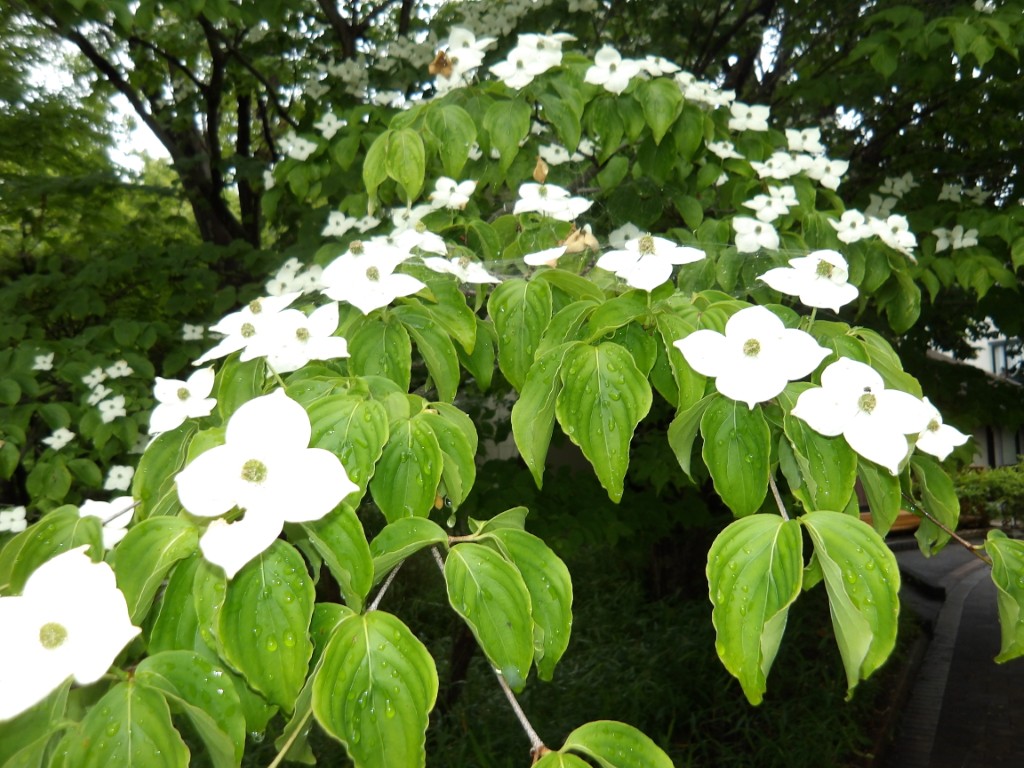 パークセンター】 ヤマボウシの花びらに見える白い部分は「総苞片