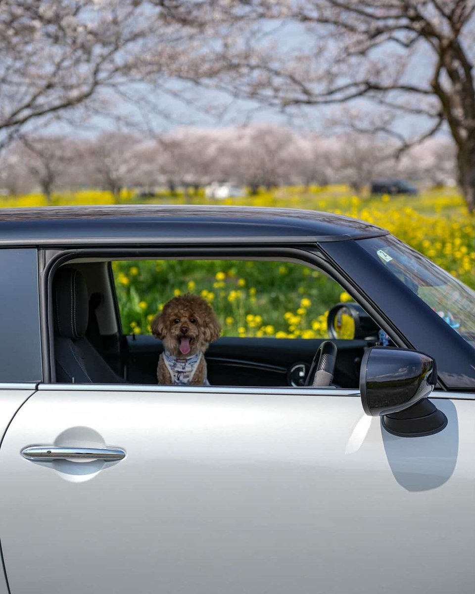 MINI_JAPAN's tweet photo. 愛犬の日に皆がシェアしてくれた🐶とMINIの写真たち!
相棒さんとのドライブはとっても幸せそう✨
1 IG/ o7_mini98
2 IG/4_ryococo
#MINIFamily #MINIJapan https://t.co/YmJcbLrtQB