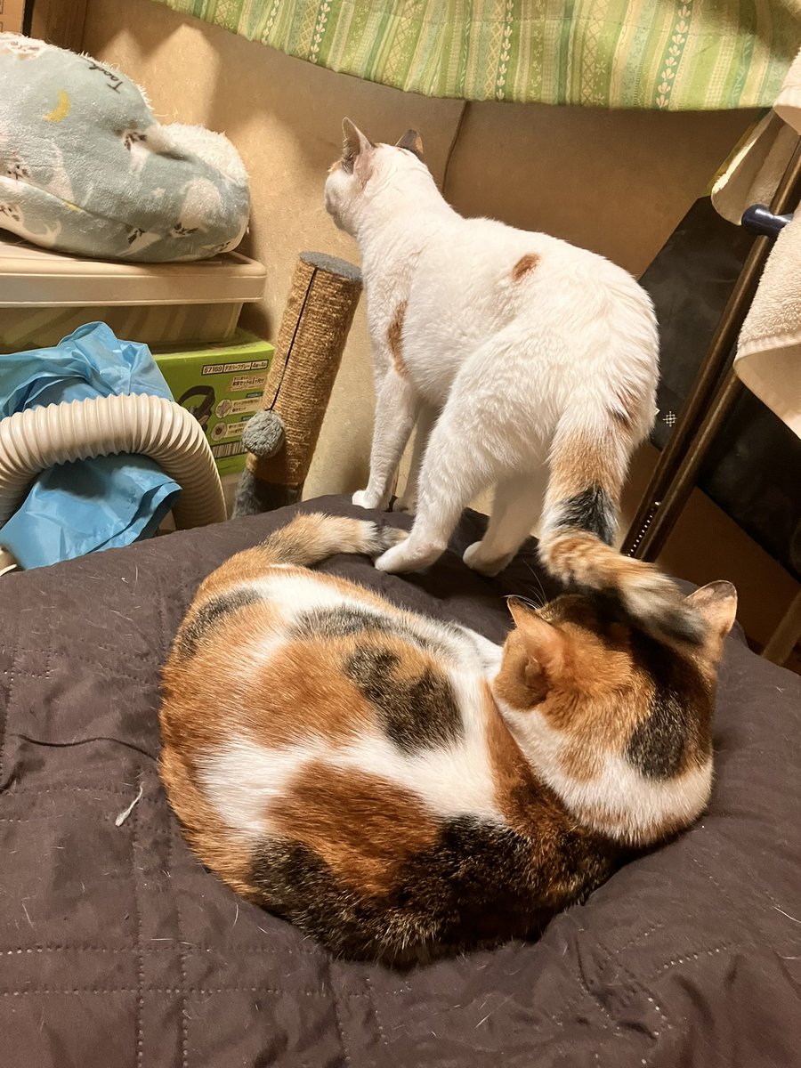 三毛猫