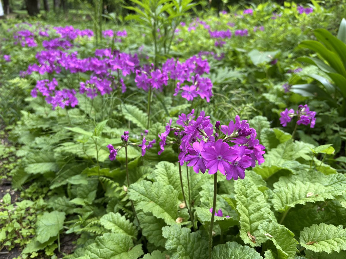 Green_Flower_C's tweet photo. 緑ヶ丘公園はっけんの径でサクラソウが見頃です♪

濃い紫色で花のかたちがサクラの花にそっくりです。人気の園芸植物、プリムラ・オブコニカも同じサクラソウ科です💡 https://t.co/6h3L3DeipU