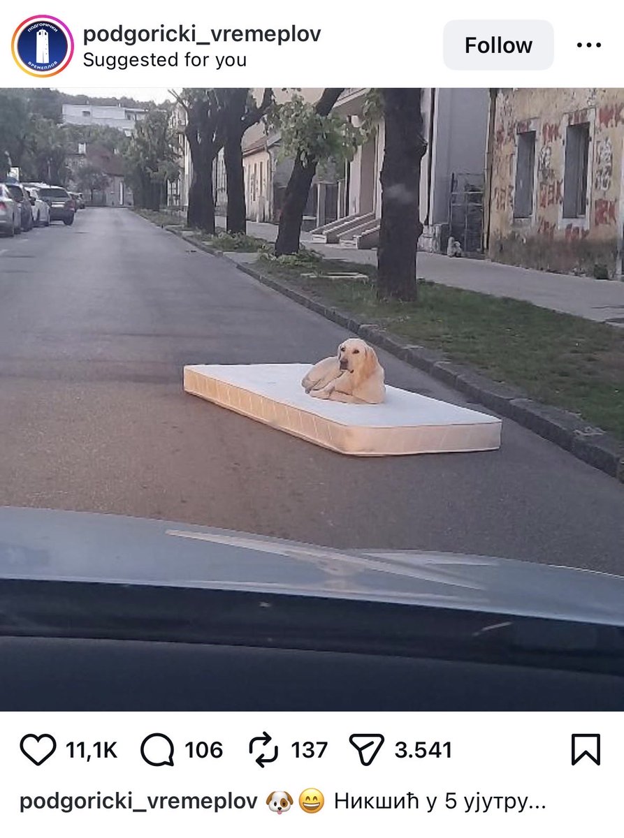 Gojko26cm's tweet photo. Najcrnogorskiji pas svih vremena https://t.co/MVN9jbcMdI