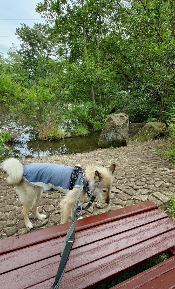 元保護犬せんりさんと世話係うめ tweet media