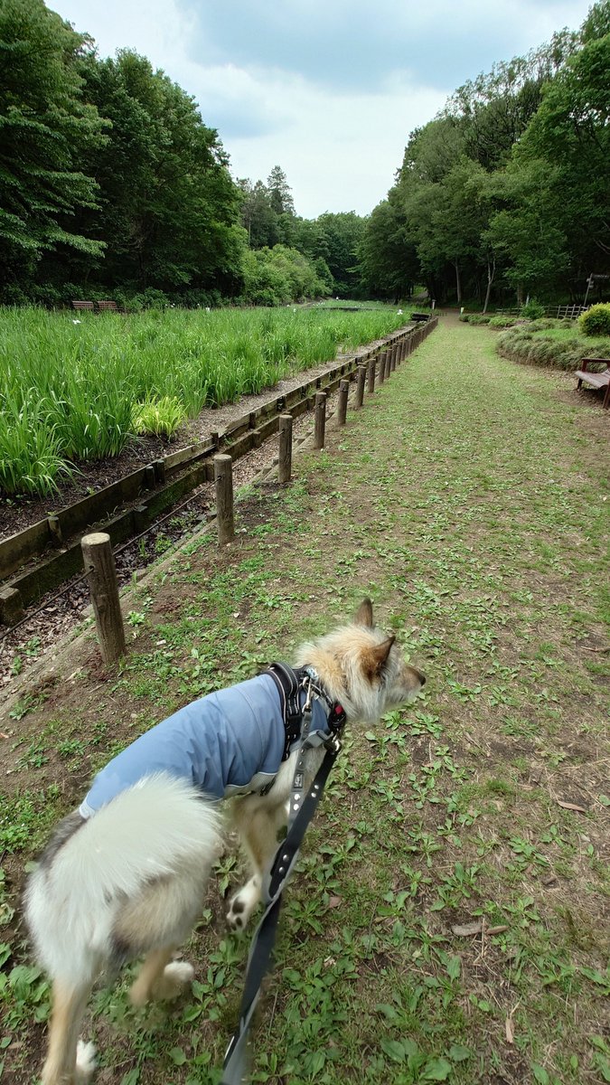 元保護犬せんりさんと世話係うめ tweet media
