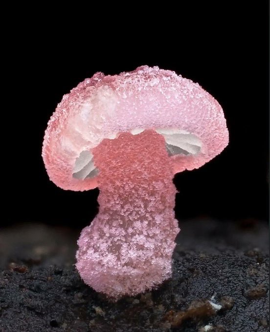 northwitch69's tweet photo. New Zealand photographer takes stunning photos of tiny mushrooms https://t.co/cqL8eRi9NL