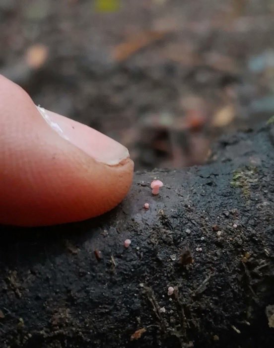 northwitch69's tweet photo. New Zealand photographer takes stunning photos of tiny mushrooms https://t.co/cqL8eRi9NL