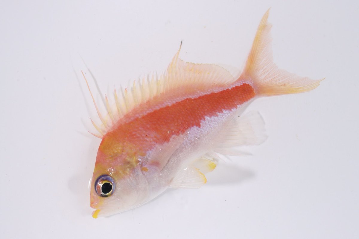 lockfishisland2's tweet photo. タスキサクラダイ、飼育情報募集中です https://t.co/lccbIA6nbL