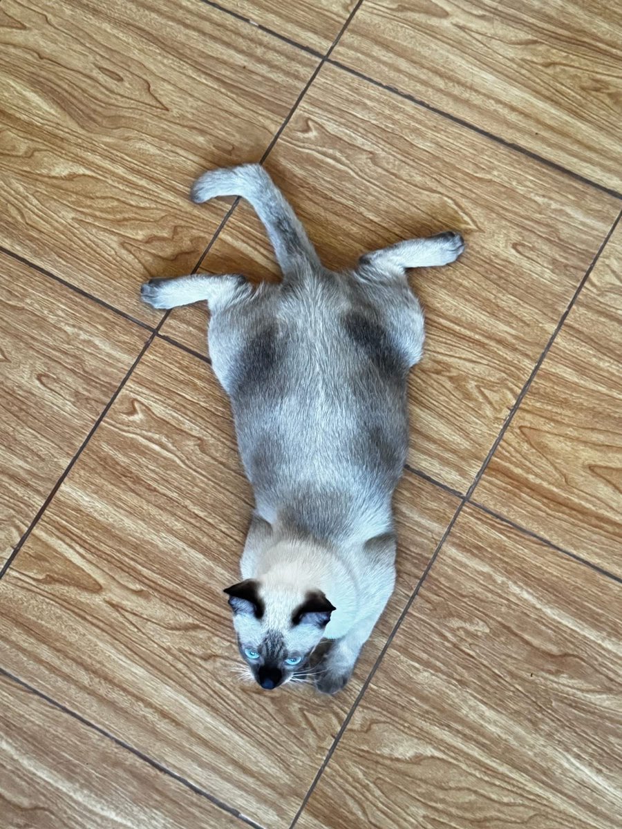 คือผมต้องทราบไหม 🐈⬛ tweet media