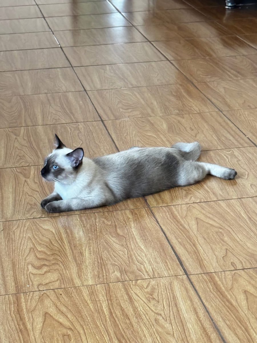 คือผมต้องทราบไหม 🐈⬛ tweet media