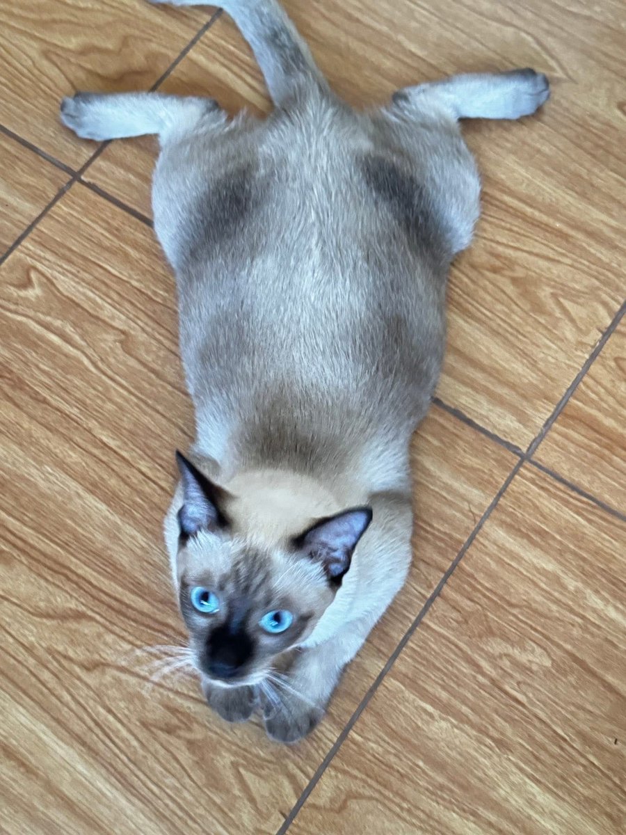 คือผมต้องทราบไหม 🐈⬛ tweet media