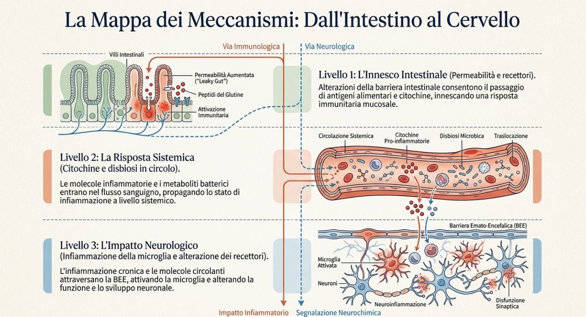 Prof_Rotolo's tweet photo. Episodio 50: Autismo Intestino3. Il legame tra l'assunzione di glutine e l'infiammazione cerebrale nei soggetti con disturbi dello spettro autistico è spiegato da eventi biologici che partono dall'intestino per raggiungere il sistema nervoso centrale,tratto dall'articolo citato https://t.co/ZjXZFrGfkE