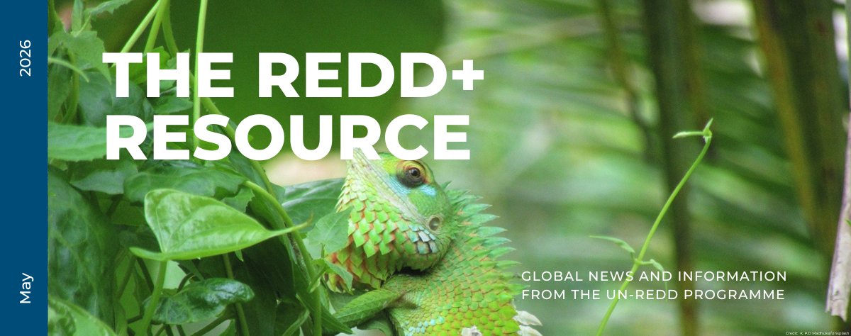 UN-REDD Programme tweet media