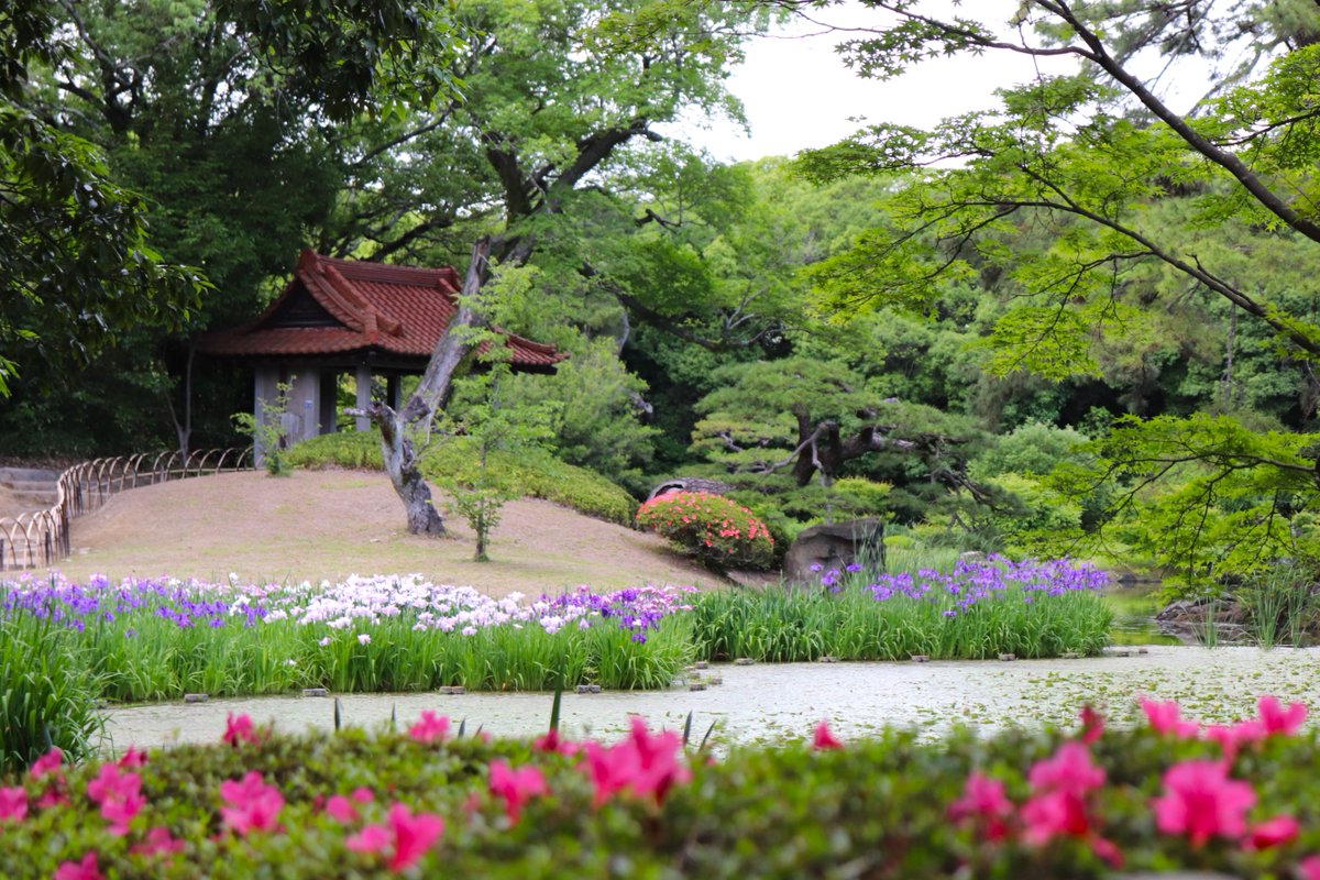 ritsuringarden's tweet photo. ハナショウブが見頃を迎えました。
令和8年6月６日（土）7日（日）、
“花しょうぶまつり”を開催します。
様々なイベントをご用意していますので、
是非お越しください。
詳細はこちらからご覧ください。
https://t.co/42OVnfyn8c https://t.co/D5rYIzM36c
