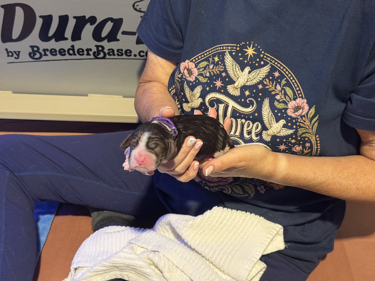 collverab3's tweet photo. 2nd puppy liver and white https://t.co/PKXPSPpcLV