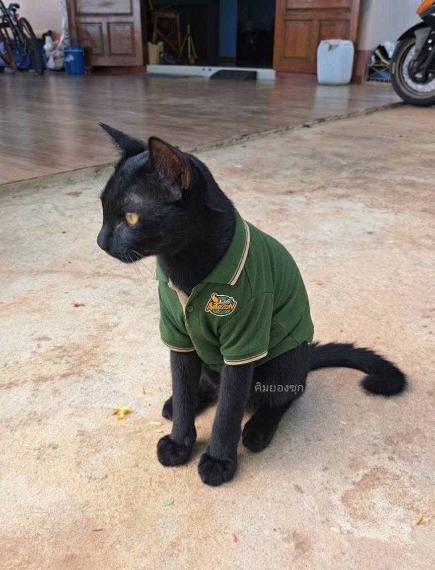 คือผมต้องทราบไหม 🐈⬛ tweet media