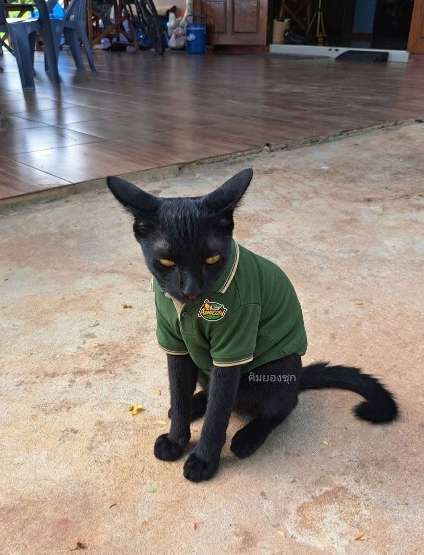 คือผมต้องทราบไหม 🐈⬛ tweet media