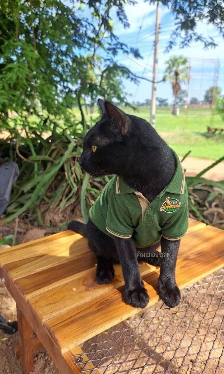 คือผมต้องทราบไหม 🐈⬛ tweet media