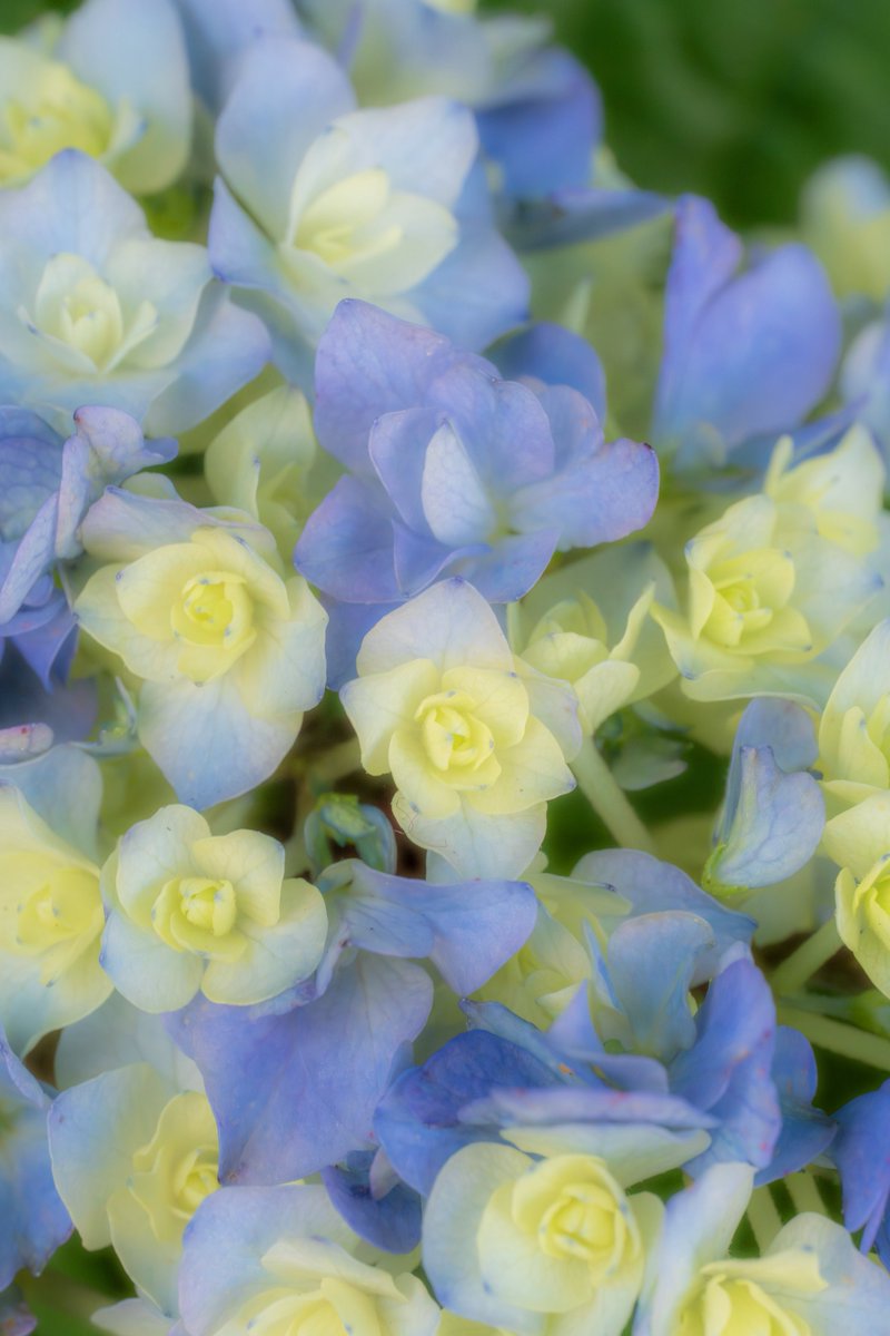 obuchin76's tweet photo. バラみたいな紫陽花がとても綺麗✨ https://t.co/abzafhmHWe