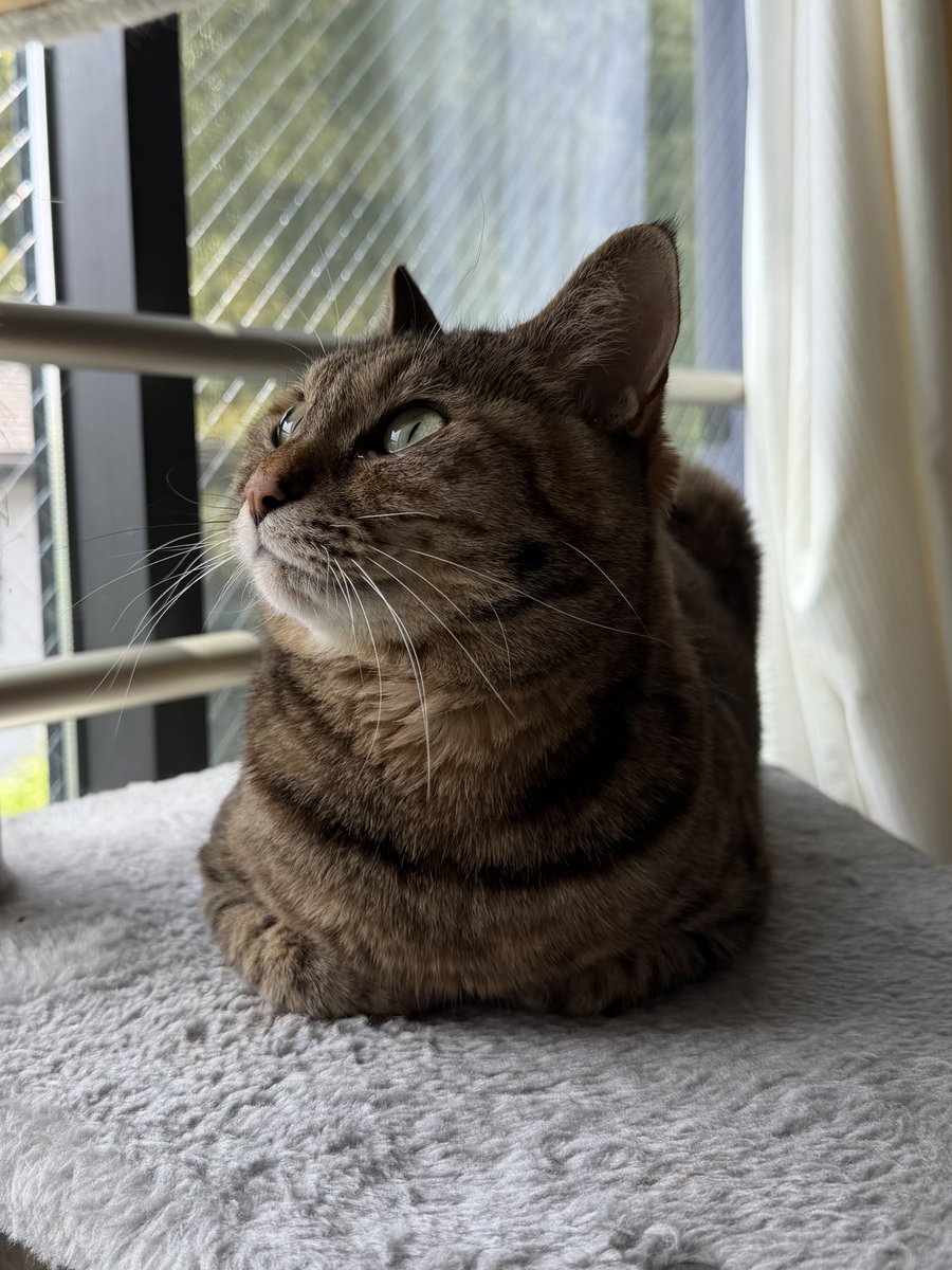 ルナとナナ🐈 tweet media