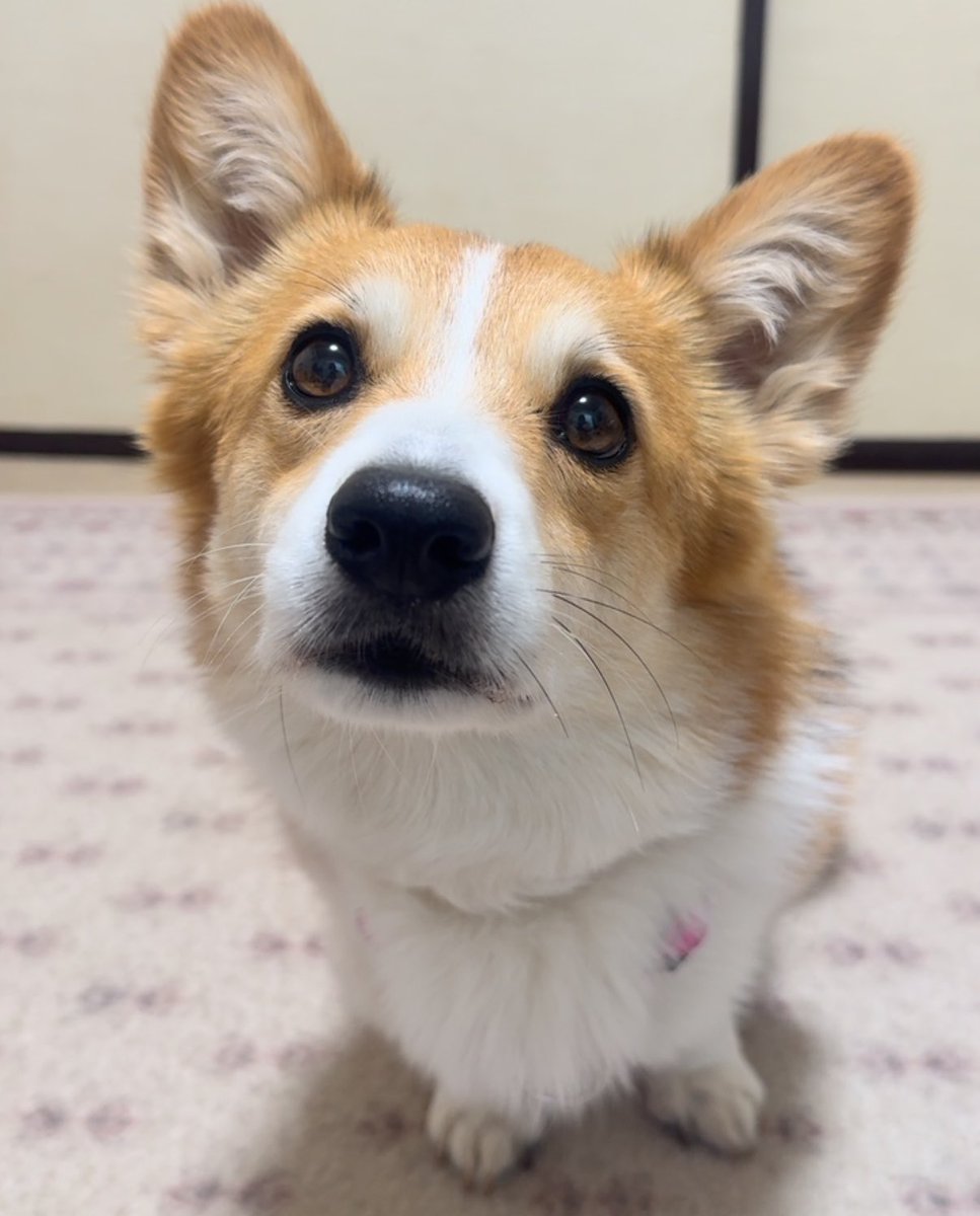 もちコーギー!せこむうりくま tweet media