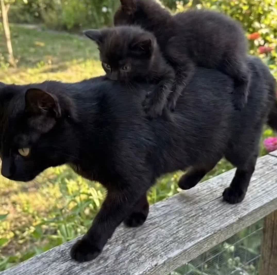 Black cats are not bad luck tweet media