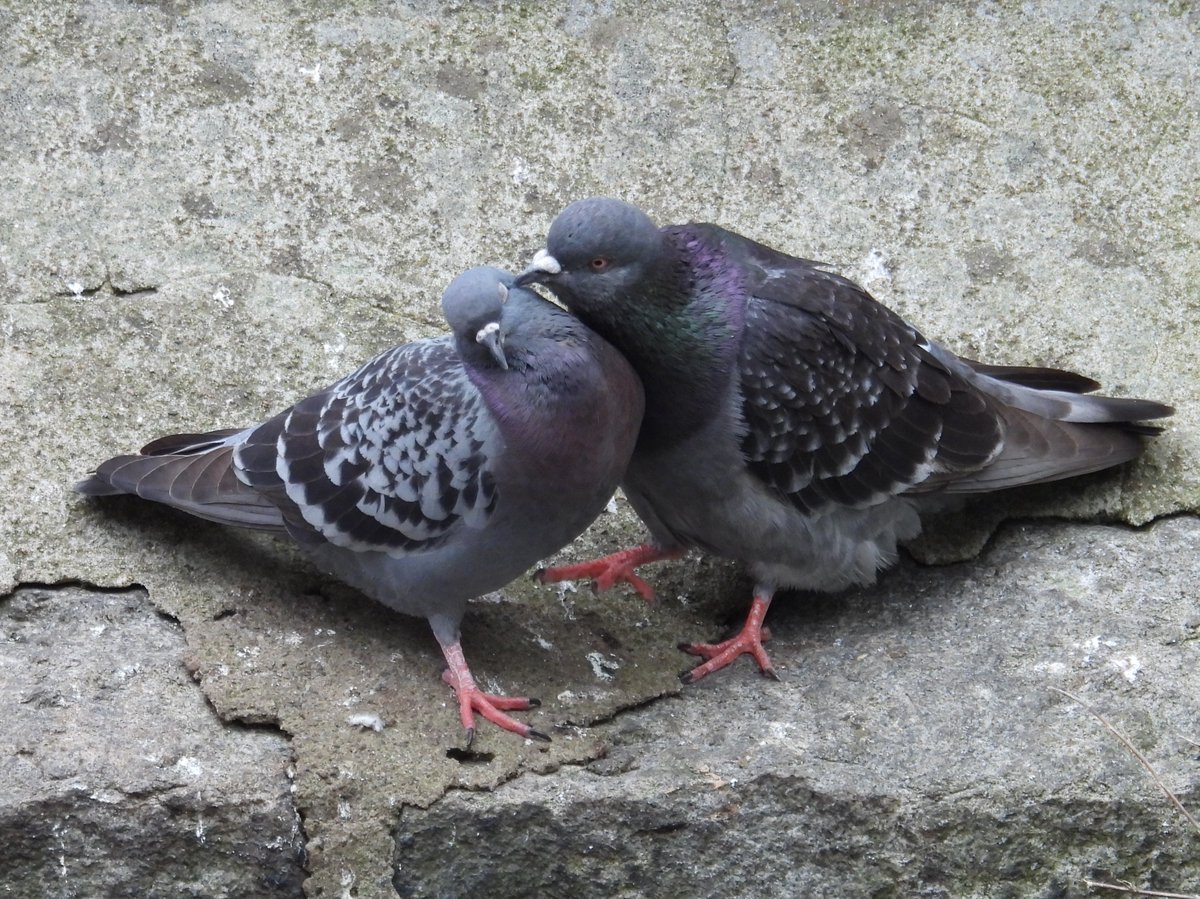 Heather tweet media
