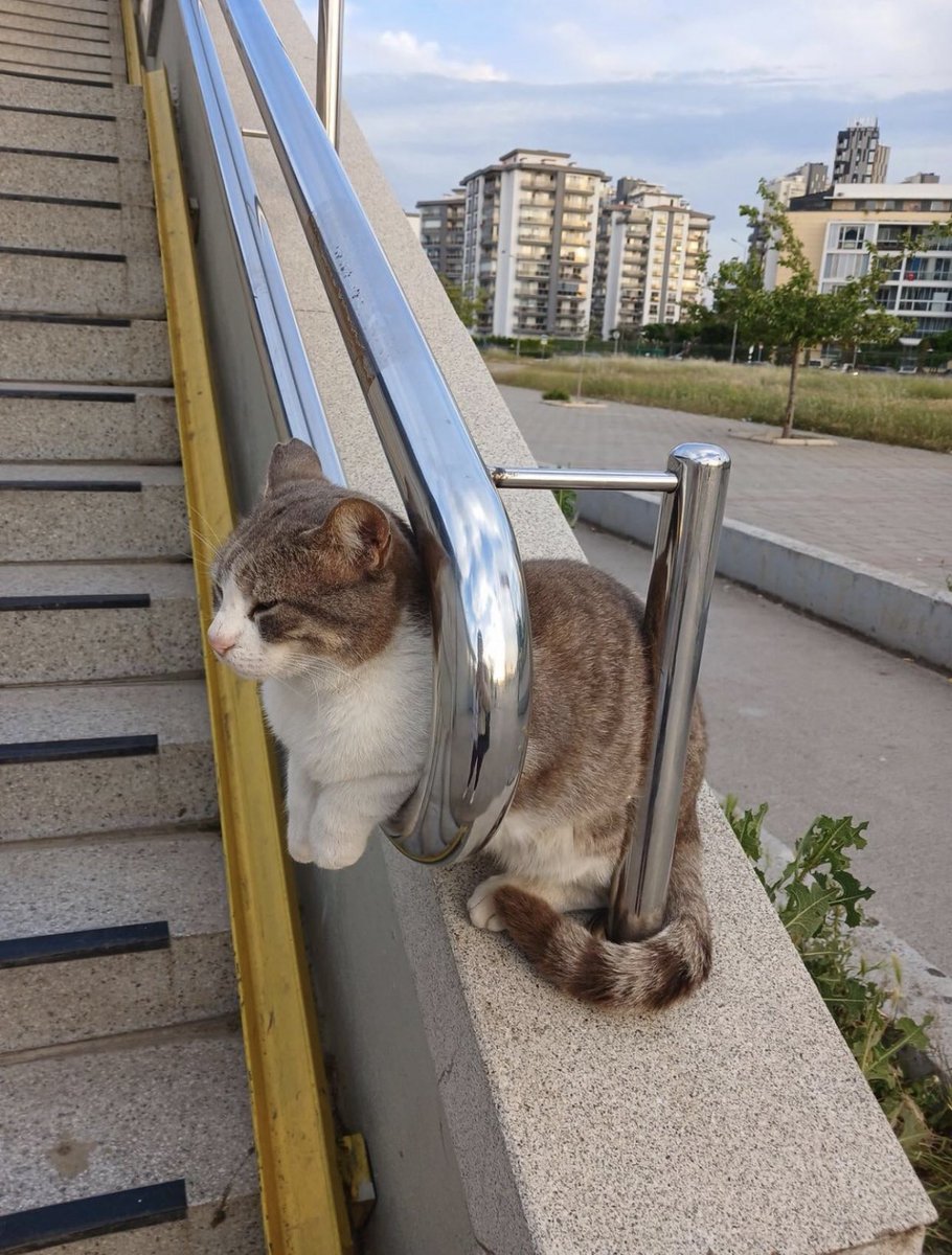 Cat 🐈 tweet media