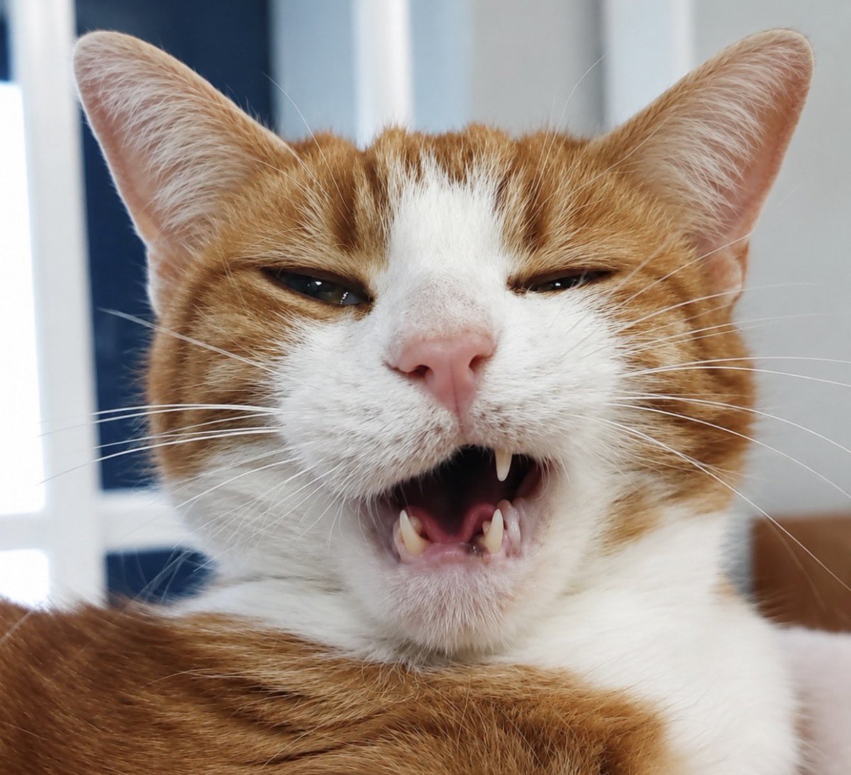 George The Stourbridge Junction Station Cat tweet media