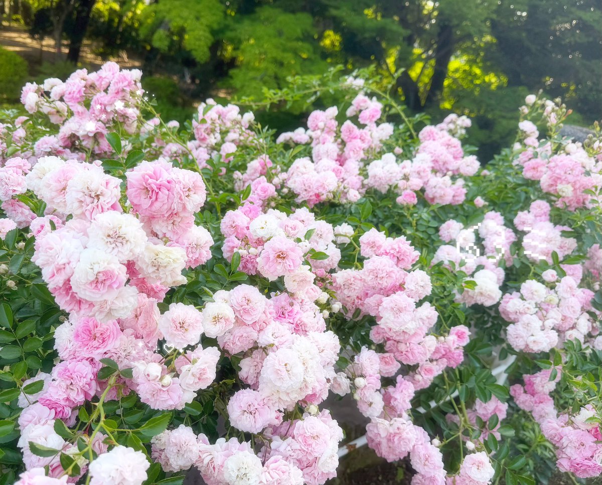 と わ ໒꒱ みざりー tweet media