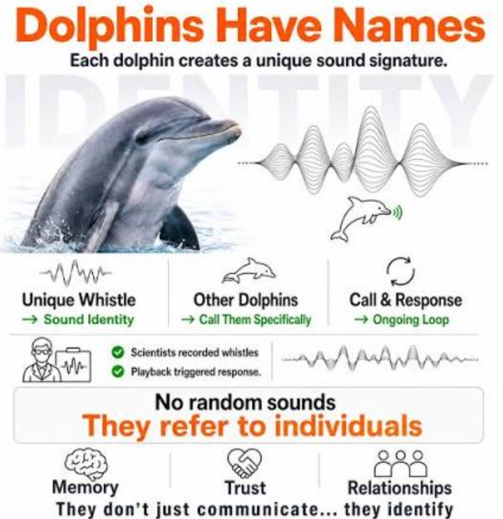 Dusty Bumps tweet media