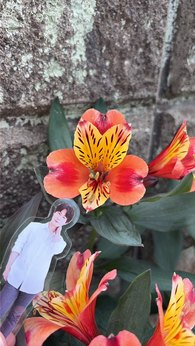 mamtetsu's tweet photo. アルストロメリア

今年も咲いてくれました
花瓶にさしても長持ちして
くれて便利な花です

#撮り徹 https://t.co/eNhW8C8mdd
