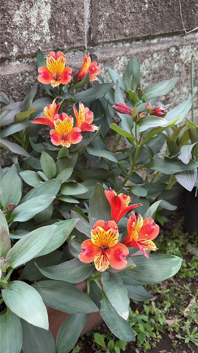 mamtetsu's tweet photo. アルストロメリア

今年も咲いてくれました
花瓶にさしても長持ちして
くれて便利な花です

#撮り徹 https://t.co/eNhW8C8mdd