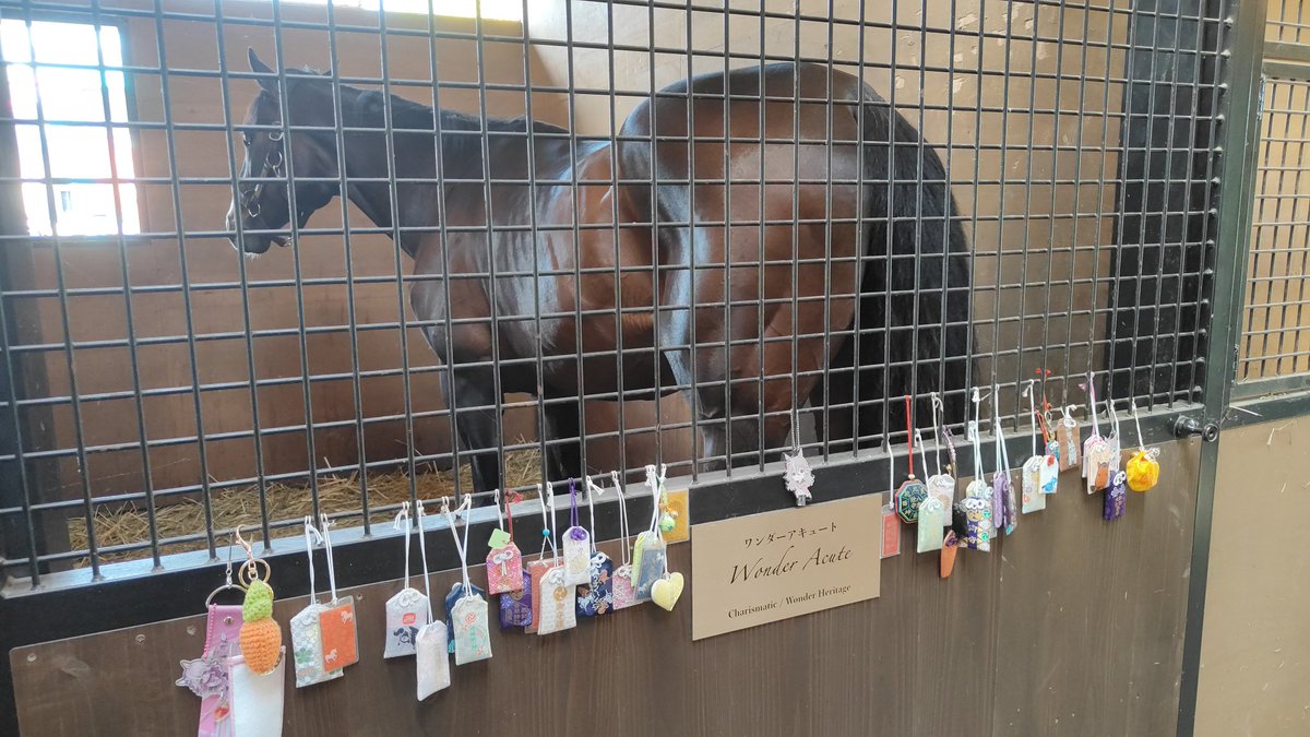 pakapakakobo's tweet photo. 【令和八年度🏯相馬野馬追🐎】
水曜から火曜まで5泊6日の長期遠征をこなしたワンダーアキュート。

是非来年も参列してほしい🤗

※見学可（9:00〜15:00）木曜定休 https://t.co/2QZcbA7Su2