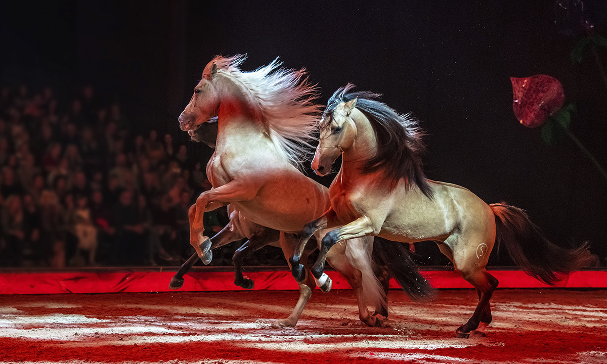 wcitydotcom's tweet photo. CAVALLUNA Horse Show to coming to Hong Kong this September 2026 - https://t.co/lhbUvutNPm https://t.co/LMHZGXiOPA #wcity #wcitydotcom #hongkong https://t.co/RZpq1ZDYMM