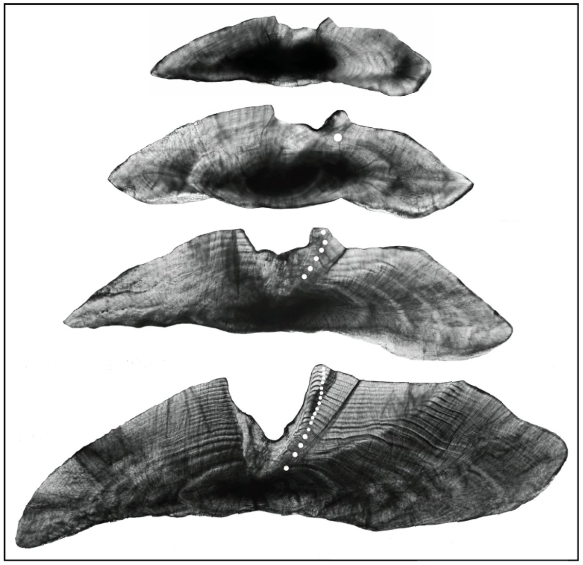 Fishes_MDPI's tweet photo. 🐟#EditorsChoice paper #Fishes2026!

Zebrafish Girella zebra (Richardson 1846): Biological Characteristics of an Unexploited Fish Population
👉https://t.co/IK32KiXvz0

💦#otoliths #spawning #maturity #growth #mortality https://t.co/1DQRi1LYg0