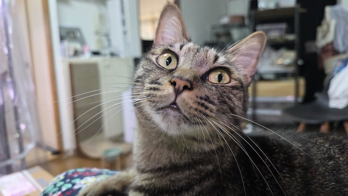 ｼｬｼｬﾐ…って小声で言うたときのちーぱん
